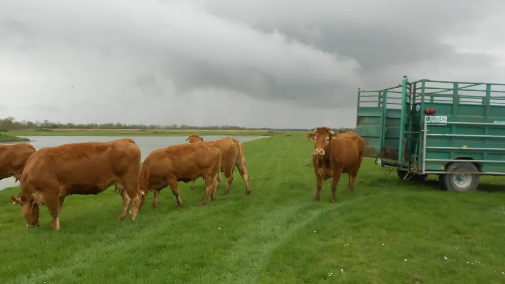 boeuf élevé en ferme à Virson