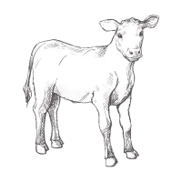 veau-icone-boucherie