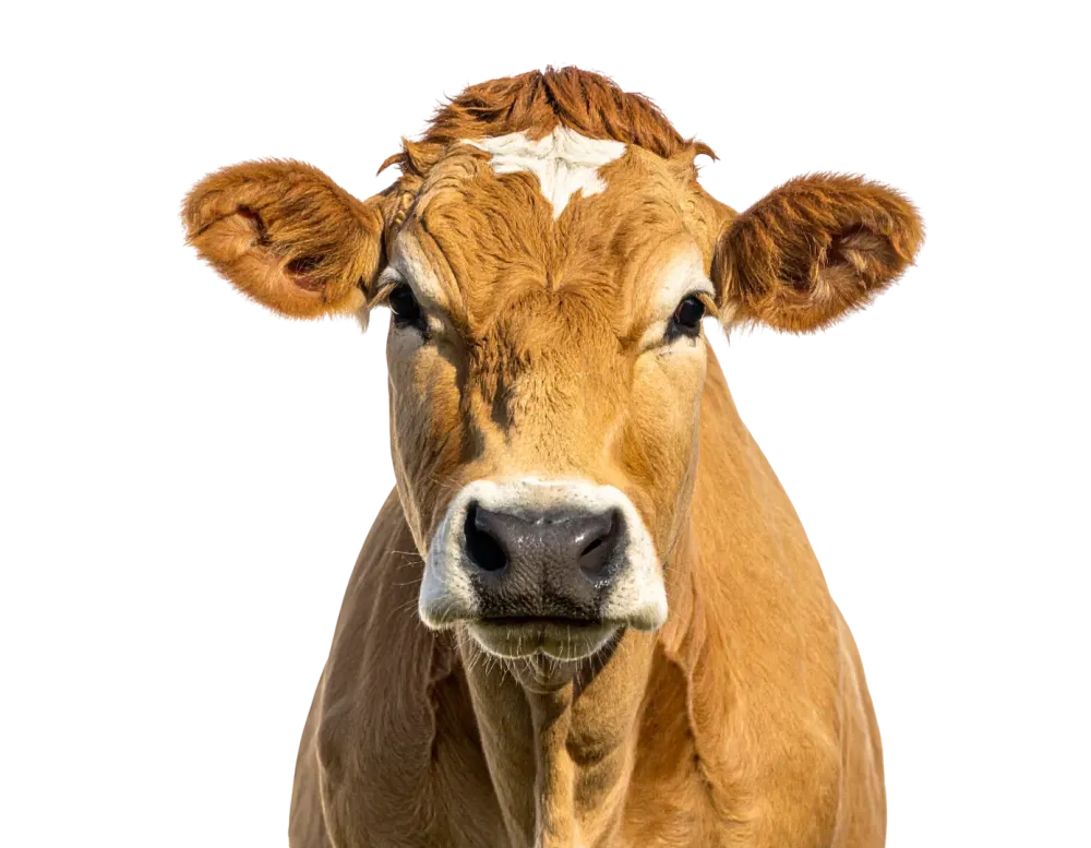 vache