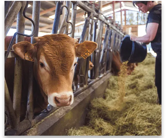 vente à la ferme à Virson